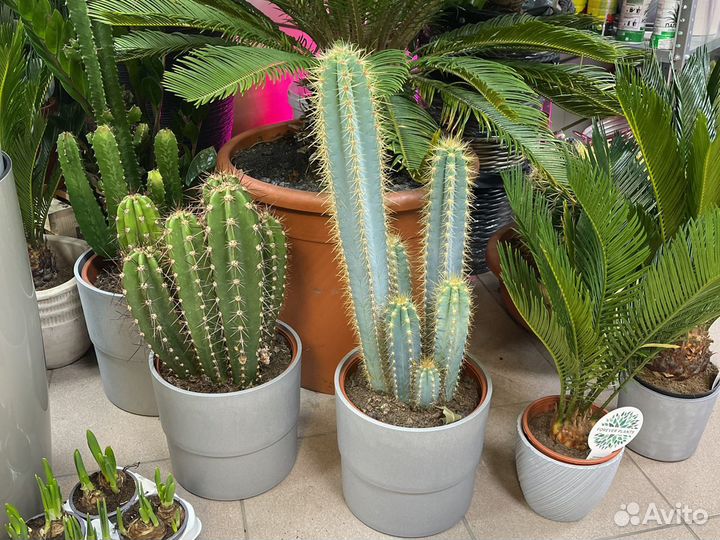 Кактус крупный