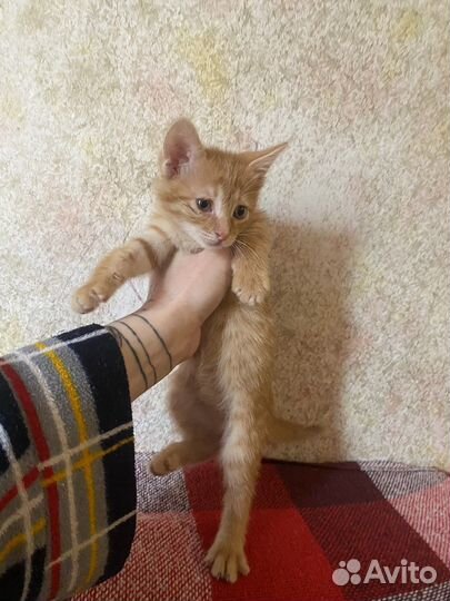 Отдам даром котенка