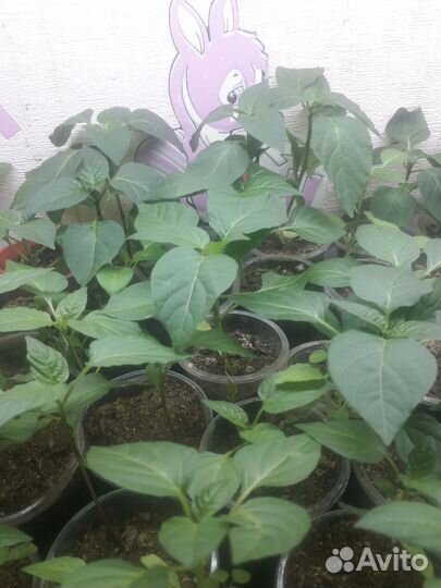 Рассада перца сладкого