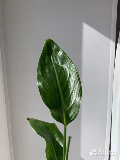 Стрелиция николая