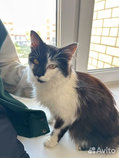 Кошка 4 месеца