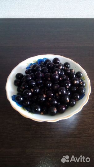 Чёрная смородина