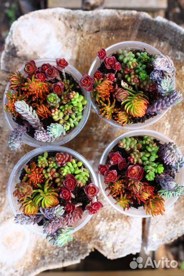 Уличные суккуленты