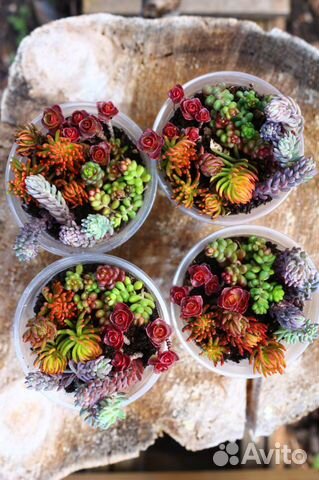 Уличные суккуленты