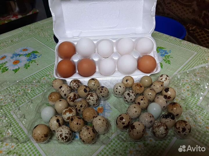 Яйца перепелиные домашние