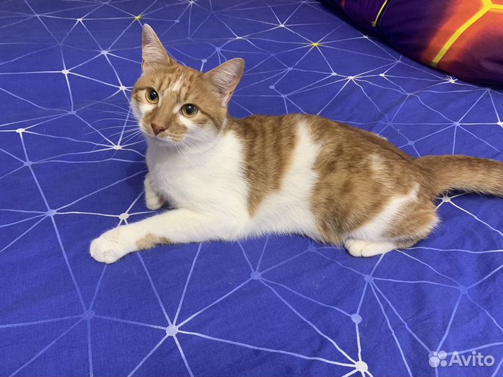 Кот Симба в добрые руки