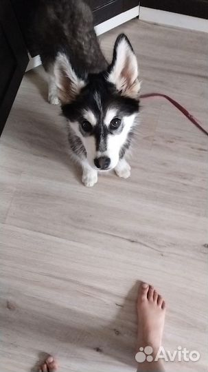 Сибирский хаски