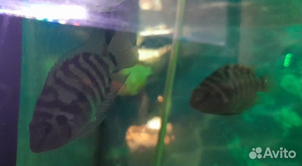 Рыбки цихлиды