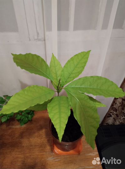 Авокадо дерево