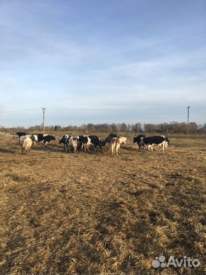Коровы, первотёлки.80 голов