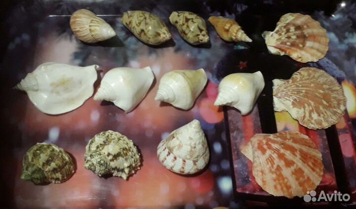 Морские раковины