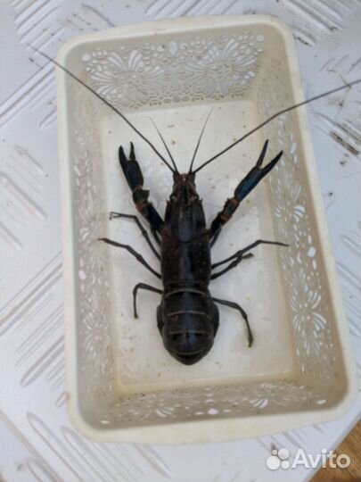 Малёк Австралийского красноклешневого рака