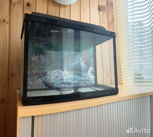 Аквариум