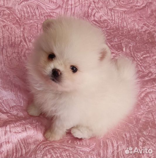 Шпиц mini мальчики