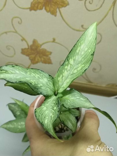 Диффенбахия удомсаб