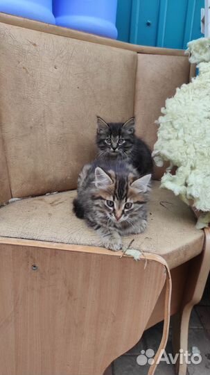 Кошка в дар бесплатно