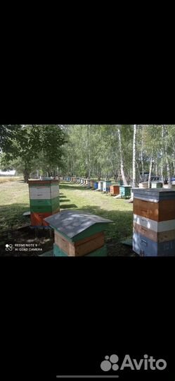 Пчела бакфаст пчелопакеты