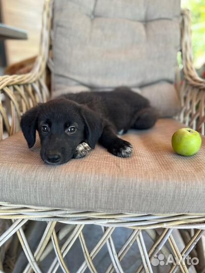 Малыш в добрые руки