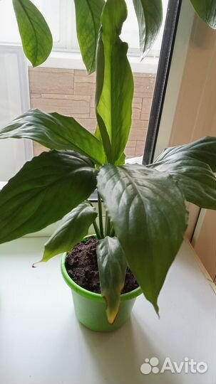 Спатифиллум