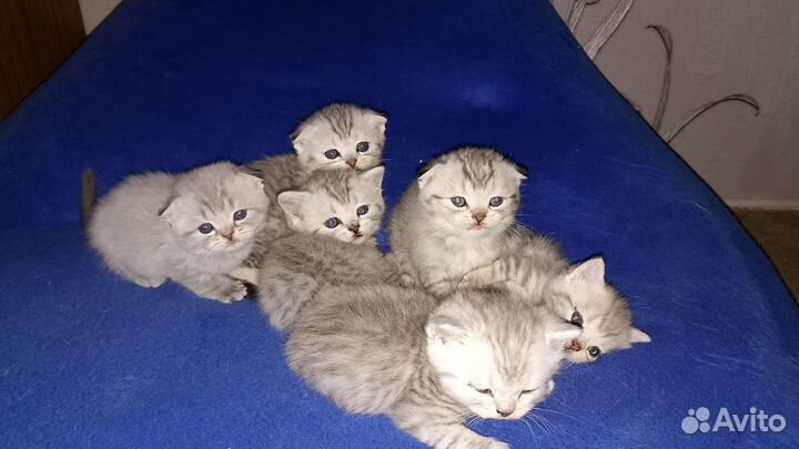 Шотландские котята