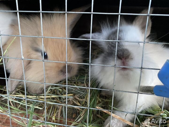 Декоративные кролики