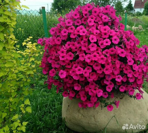 Петунии тайдал опера