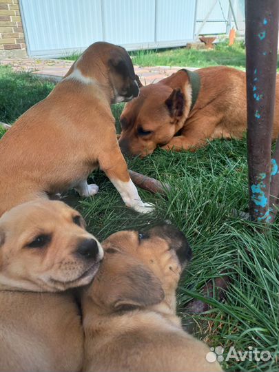 Щенки стаффордширского терьера