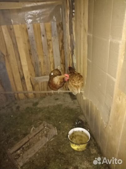 Куры несушки