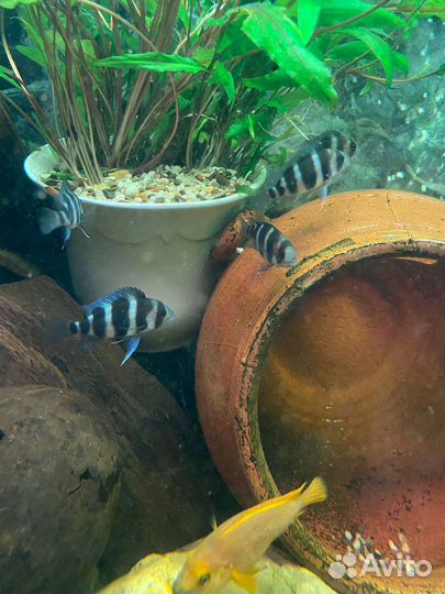 Фронтоза Бурунди