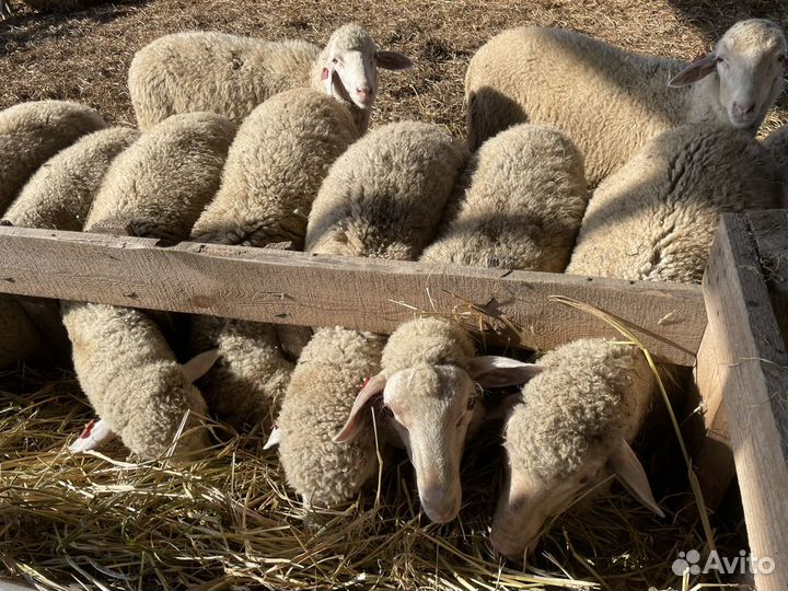 Ярка мериноланд