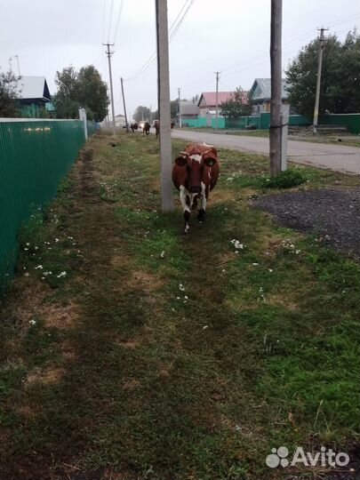 Корова дойная