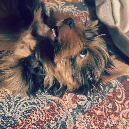 Йоркширский терьер мальчик вязка