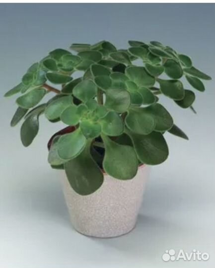 Аихризон - дерево Любви и счастья