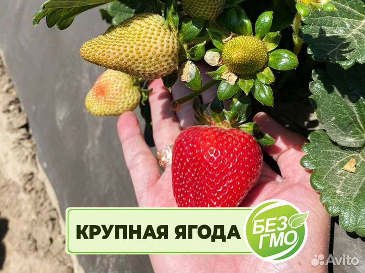 Рассада клубники. Для теплиц