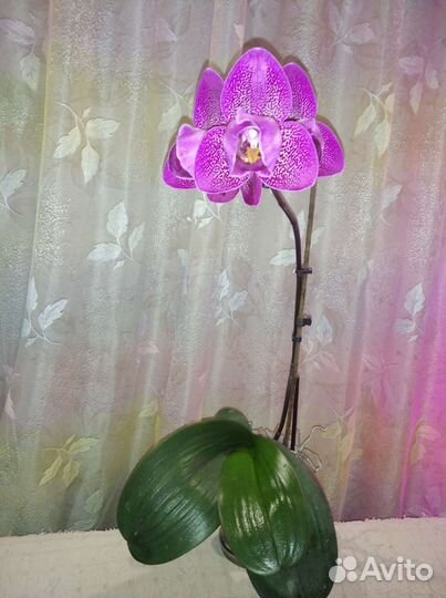 Орхидея