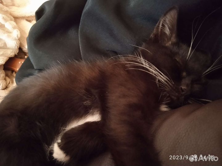 Черно белая кошечка