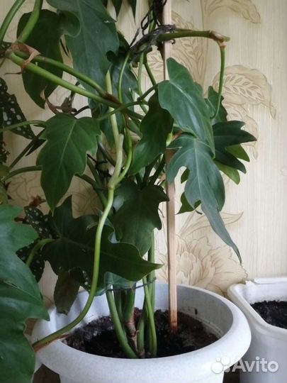 Филодедроны