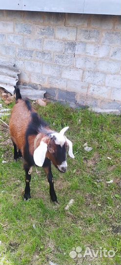 Козёл нубиец