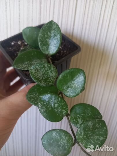 Комнатные растения,цветы,хойя,дисхидия,сциндапсус