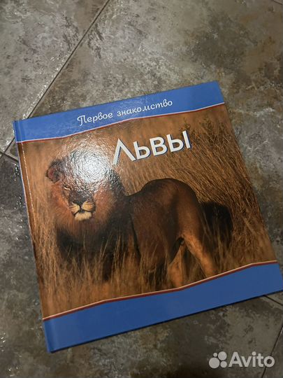 Первое знакомство Львы