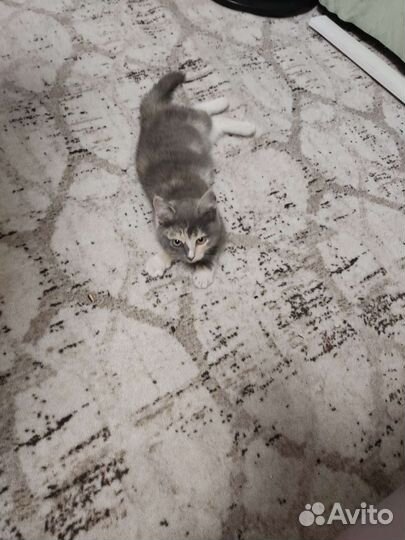 Два котёнка, две умные девочки