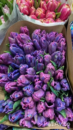 Тюльпаны космические,пионовидные с доставкой