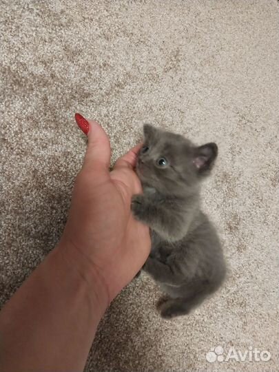 Британские котята