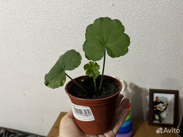 Розовая герань в горошке