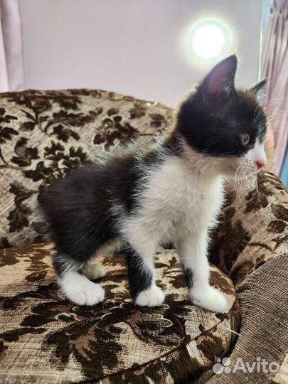 Кошки в добрые руки бесплатно