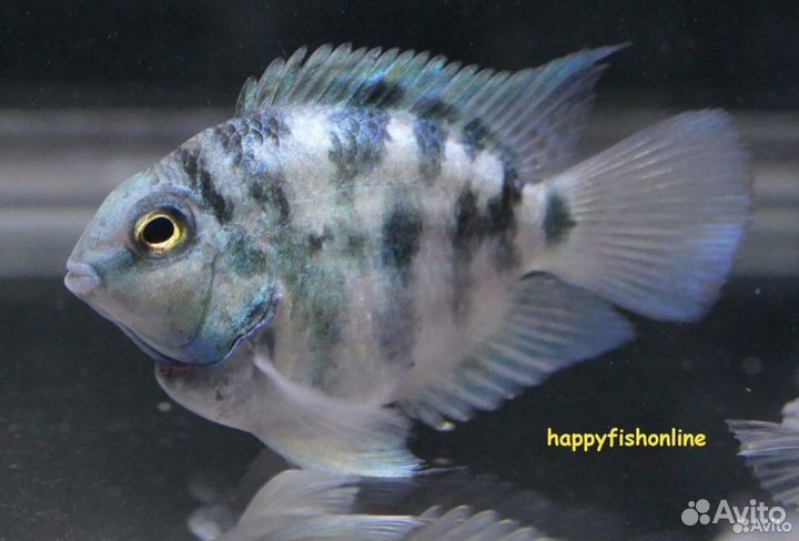 Аквариумные рыбки попугай