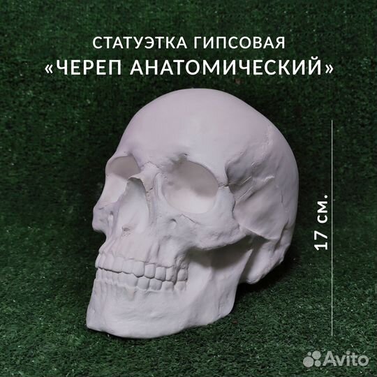 Череп Анатомический (Гипс) 23*15*17 см