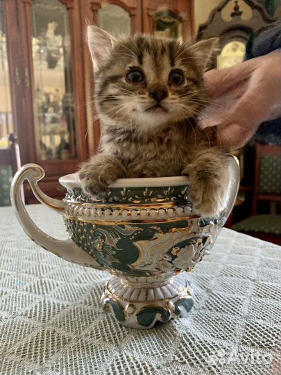Котенок в добрые руки