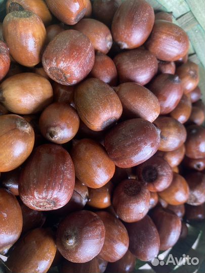 Желуди дуба красного 1кг