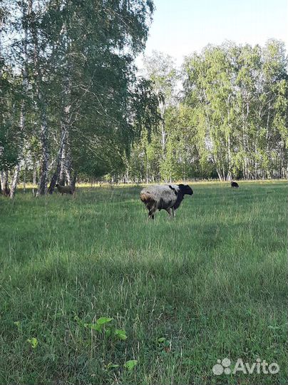 Баран на племя